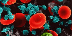 Types of immune cells