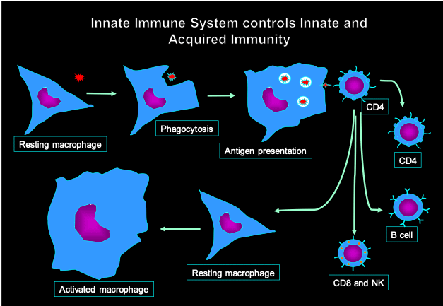 Modul8 Enhanced Immune Support