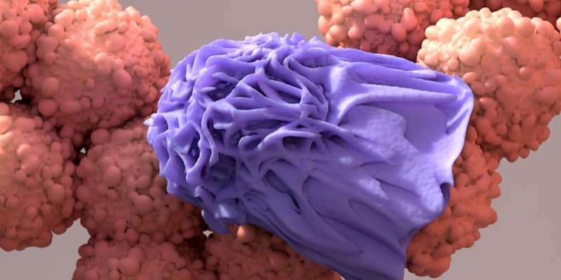 Immune System and Cancer