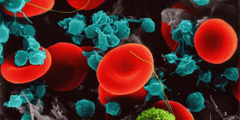 Types of immune cells